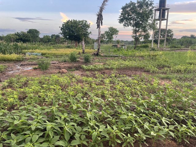 Okpè Olouwa garden