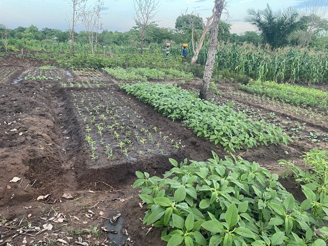 Okpè Olouwa garden