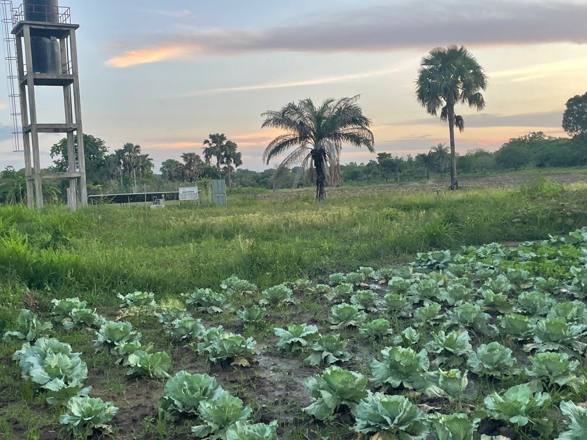 Okpè Olouwa collective garden, Atokolibé